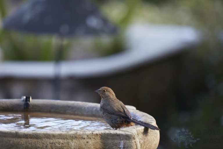 California Towhee