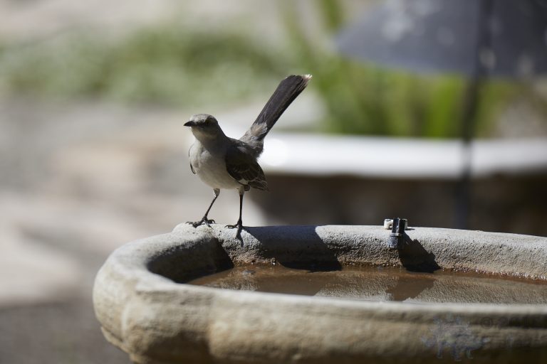Northern Mockingbird