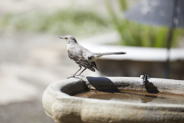 Northern Mockingbird