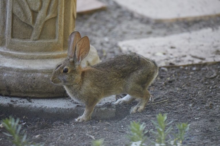 Baby Western Hare