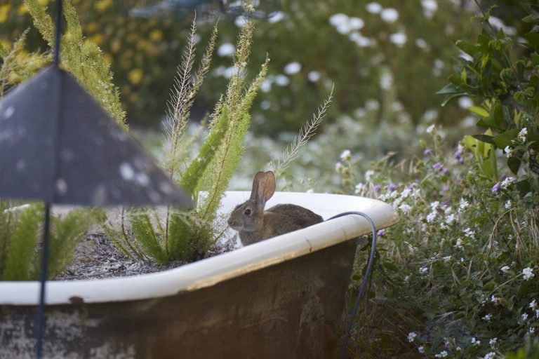 Western Hare Week:  First post is the baby in the bathtub!