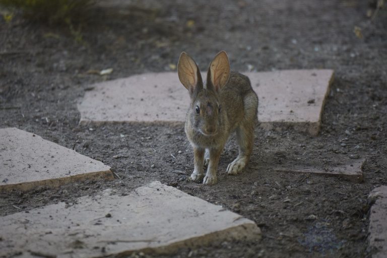 Western Hare Week