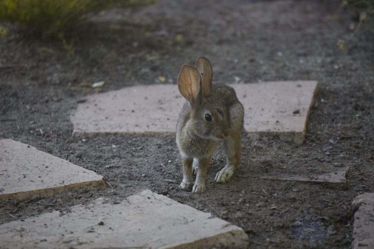 Old School Week: Hare