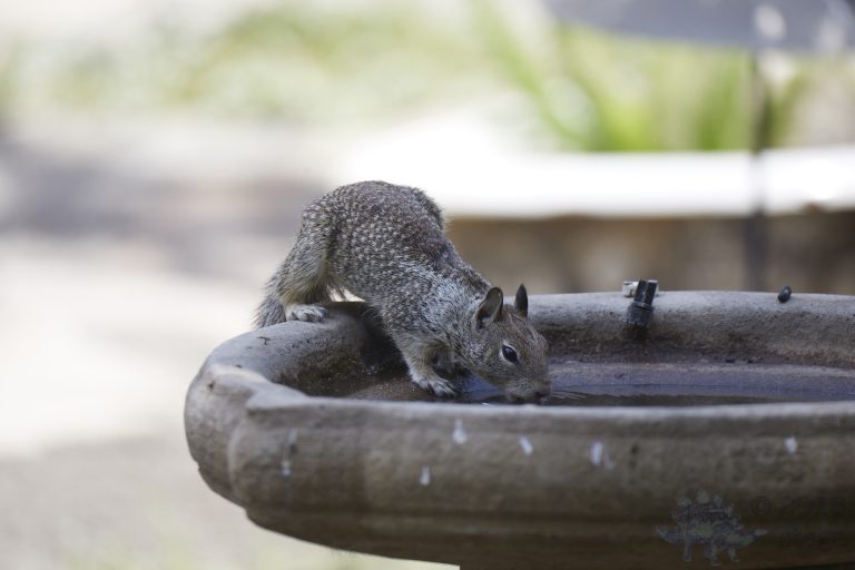 Old School Week: Ground Squirrel