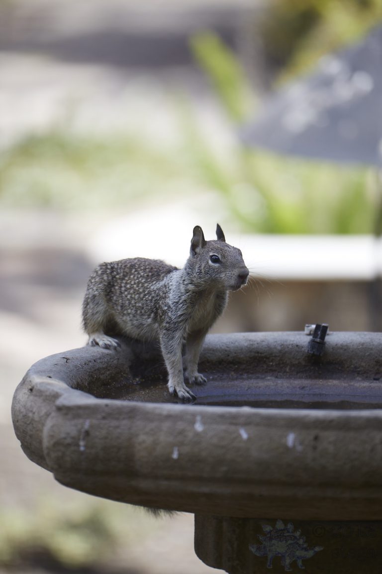 Ground Squirrel