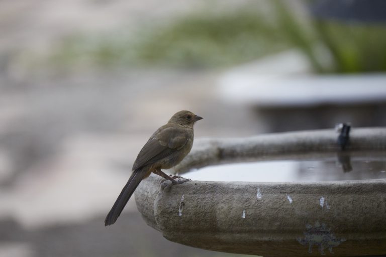 California Towhee
