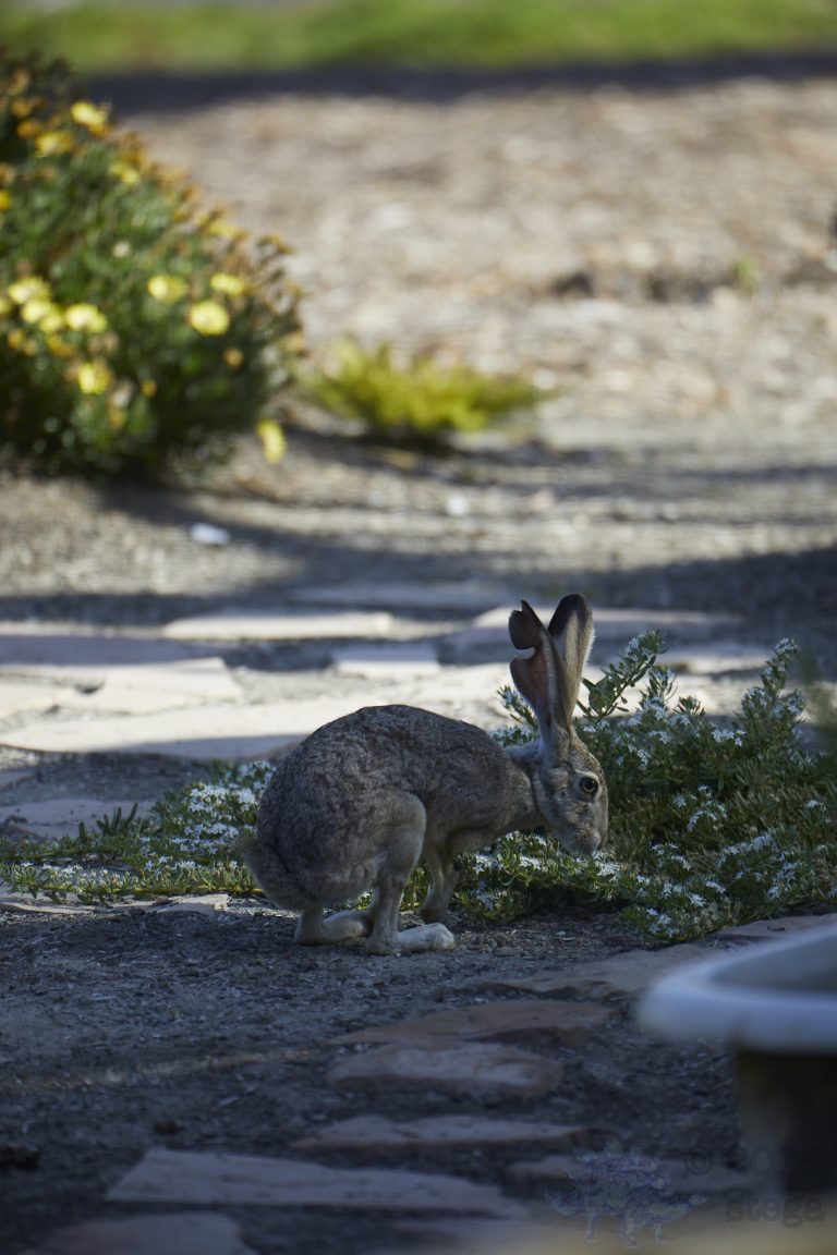 Western Hare Week (Bonus Post)