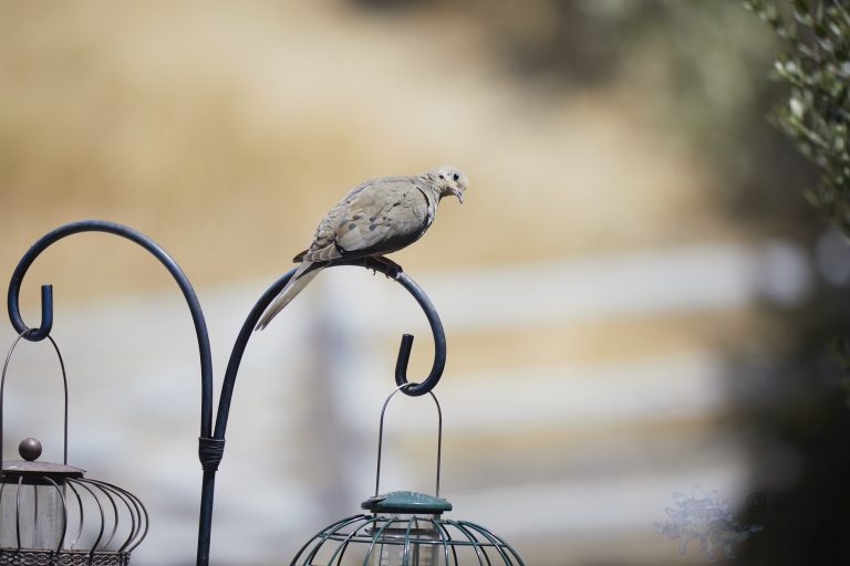 Old School Post: Mourning Dove