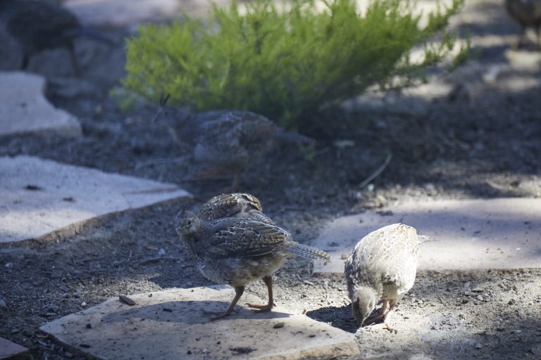 California Quail Week:  Fledglings
