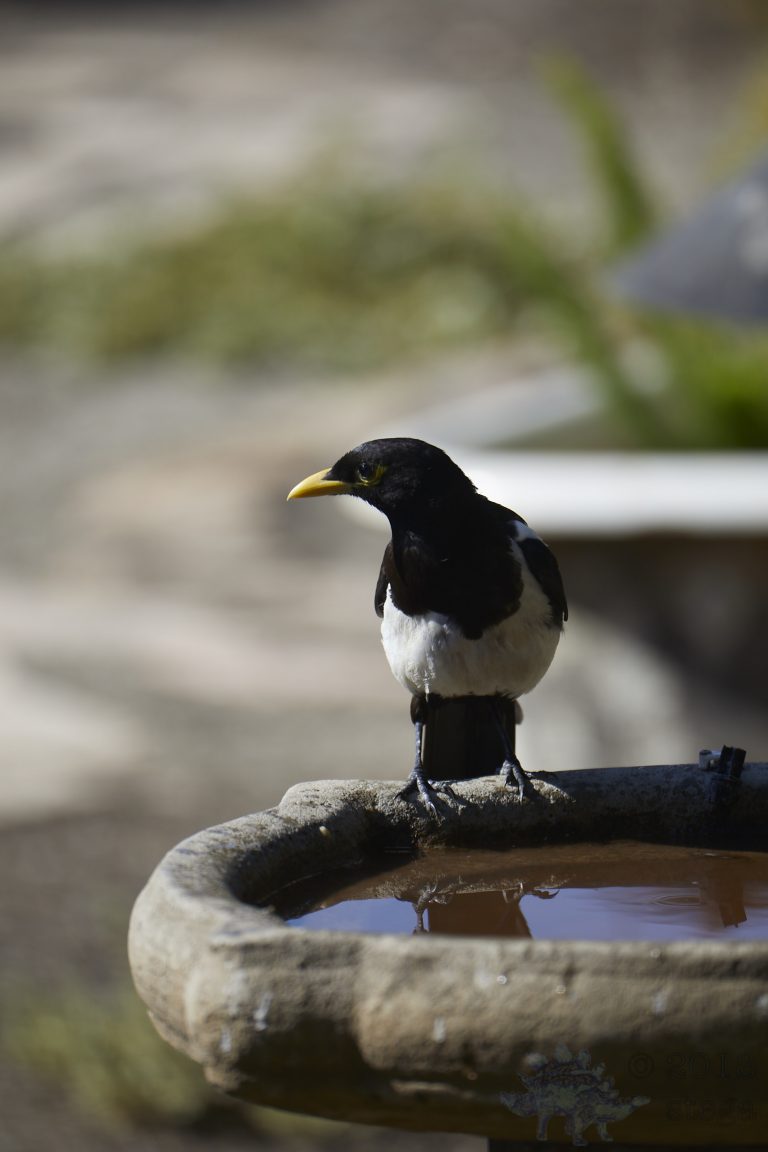 Yellow-billed Magpie