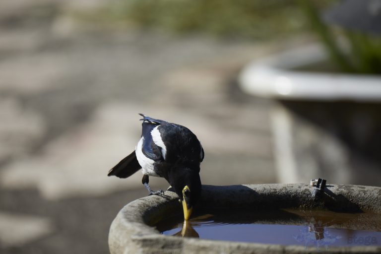 Old School Week: Yellow-billed Magpie