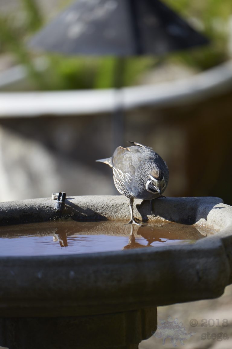 Start of California Quail Week