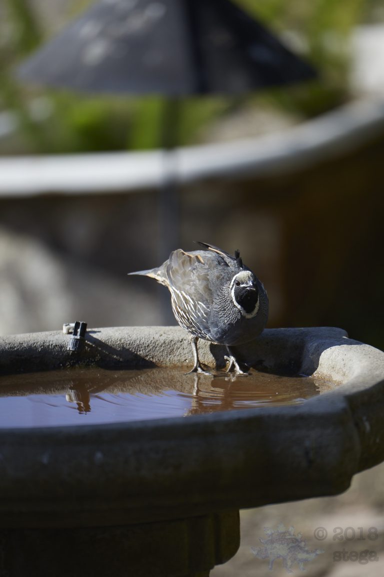 California Quail