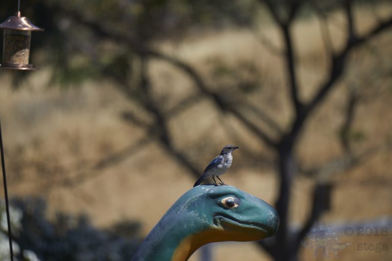 California Scrub Jay Week