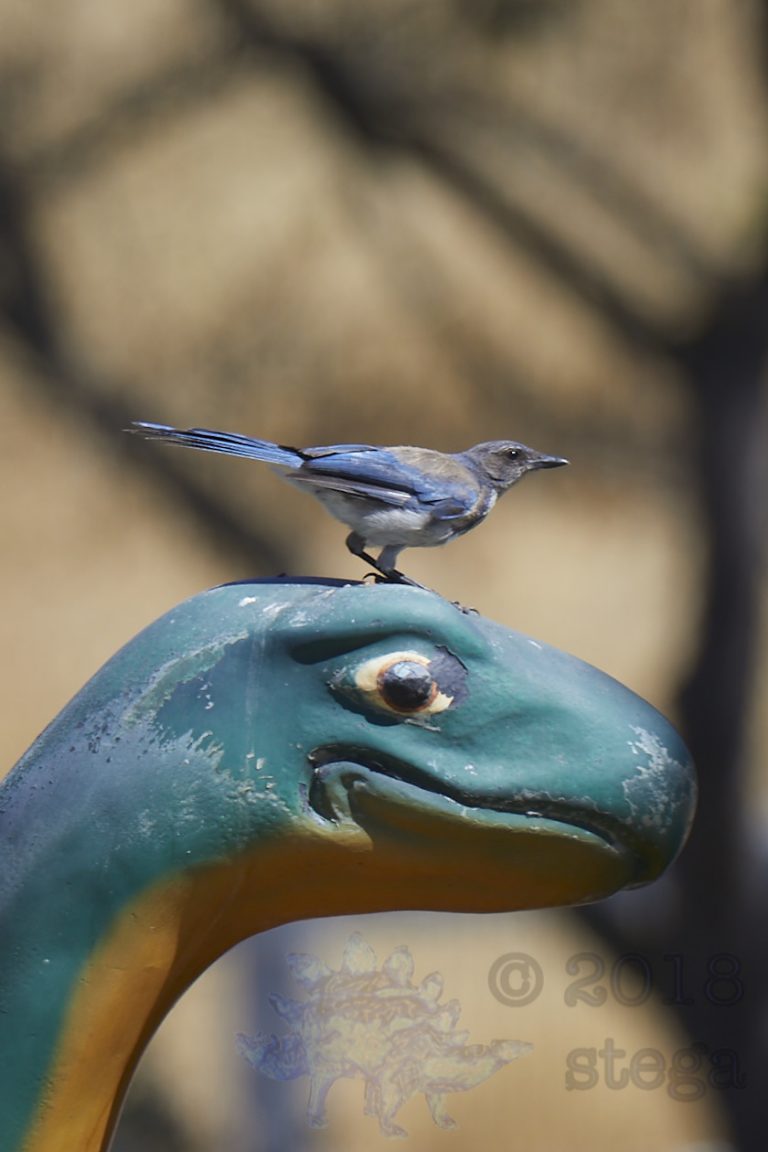 It’s California Scrub Jay Week!