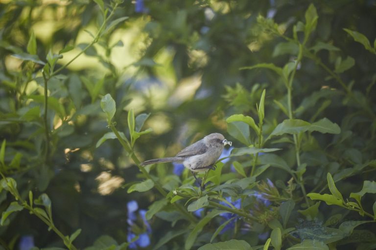 Old School Week: Bushtit