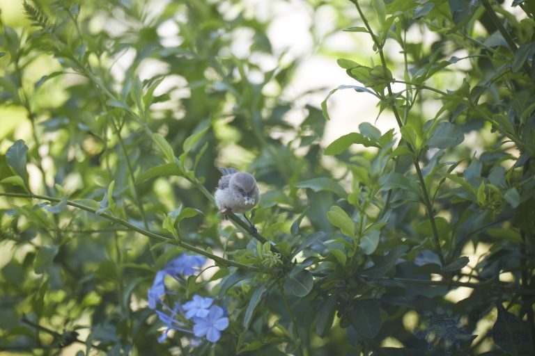 Old School Week: Bushtit
