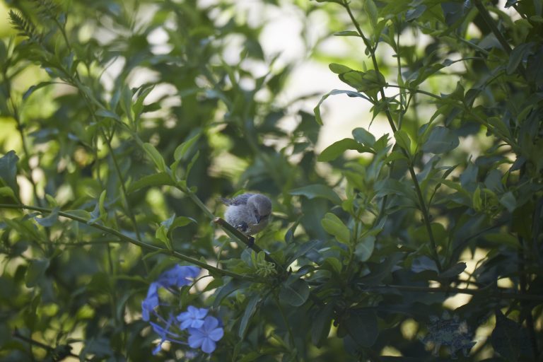 Old School Week: Bushtit