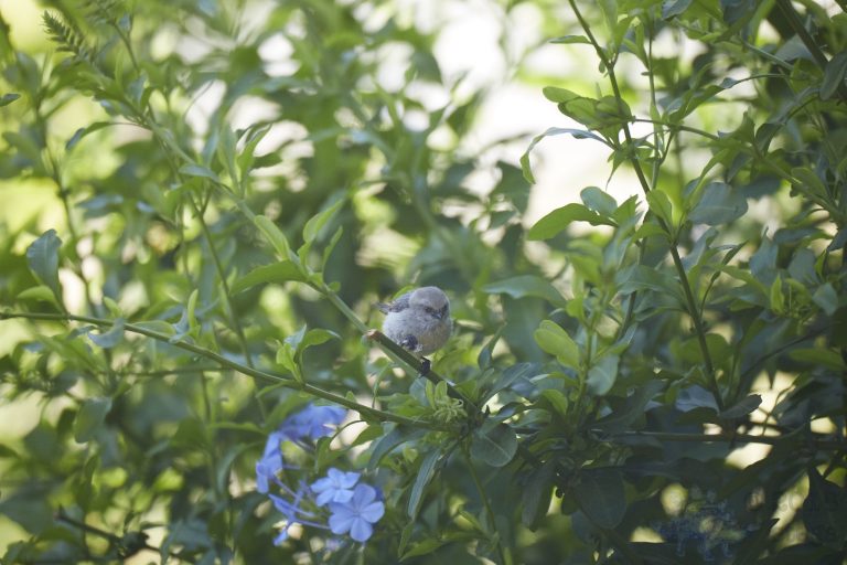 Bushtit (4 Images)