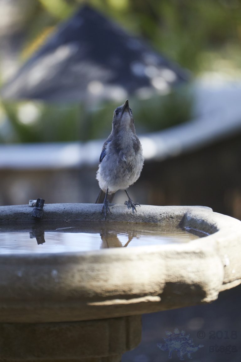 California Scrub Jay Week