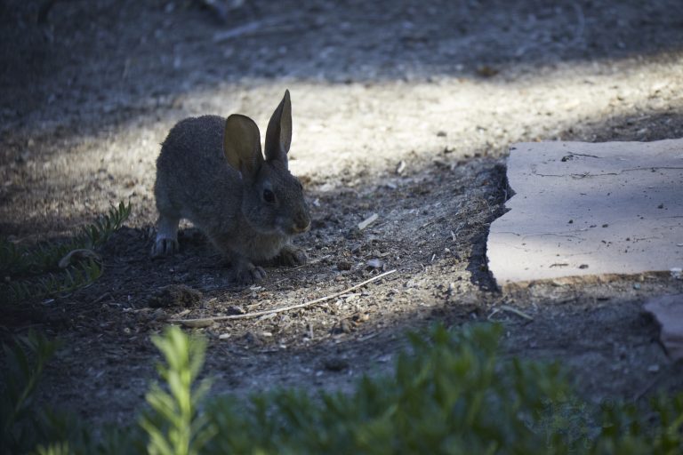 Baby Hare in Shadow