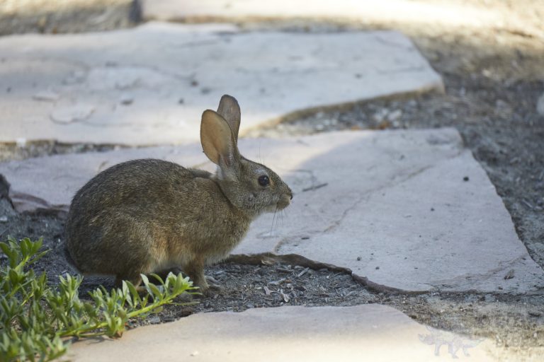 Western Hare Week