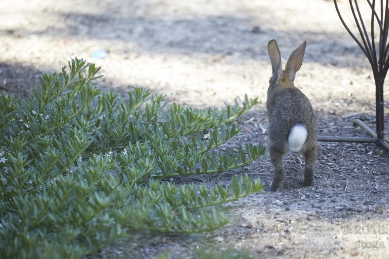 Baby Western Hare