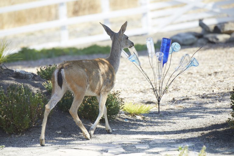Old School Week: Mule Deer