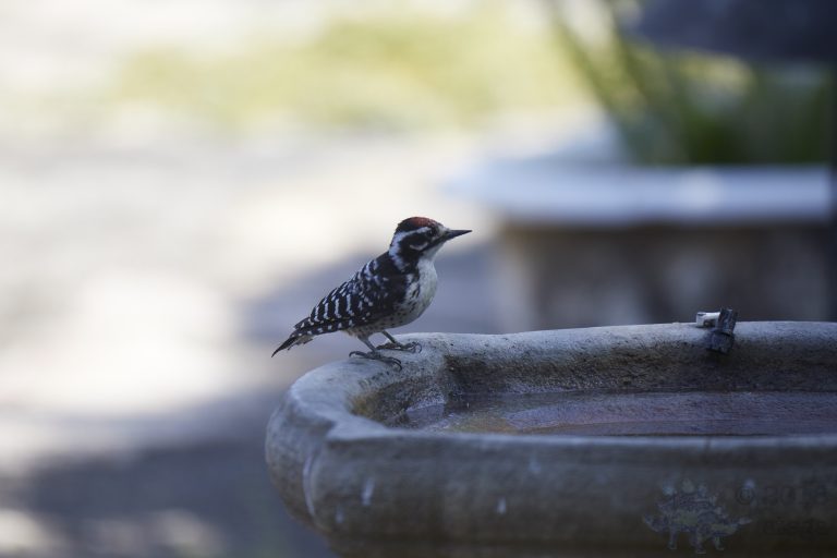 Nuttall’s Woodpecker