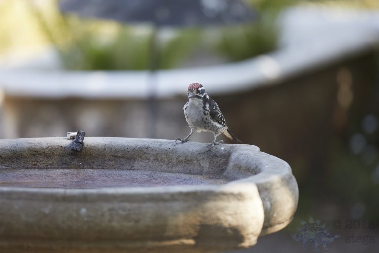 Nuttall’s Woodpecker