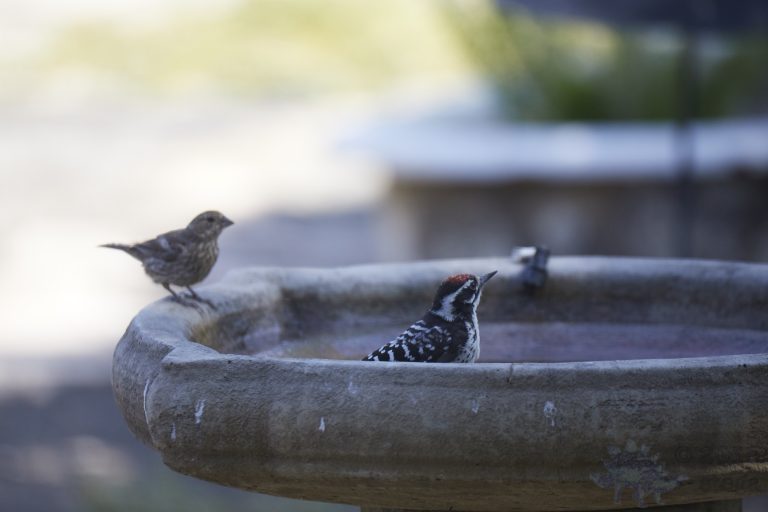 Nuttall’s Woodpecker and House Finch