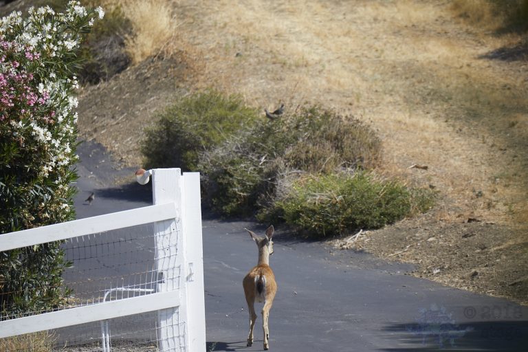 Old School Week: Mule Deer