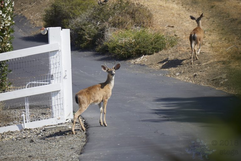 Mule Deer
