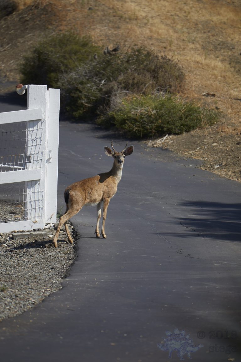 Mule Deer