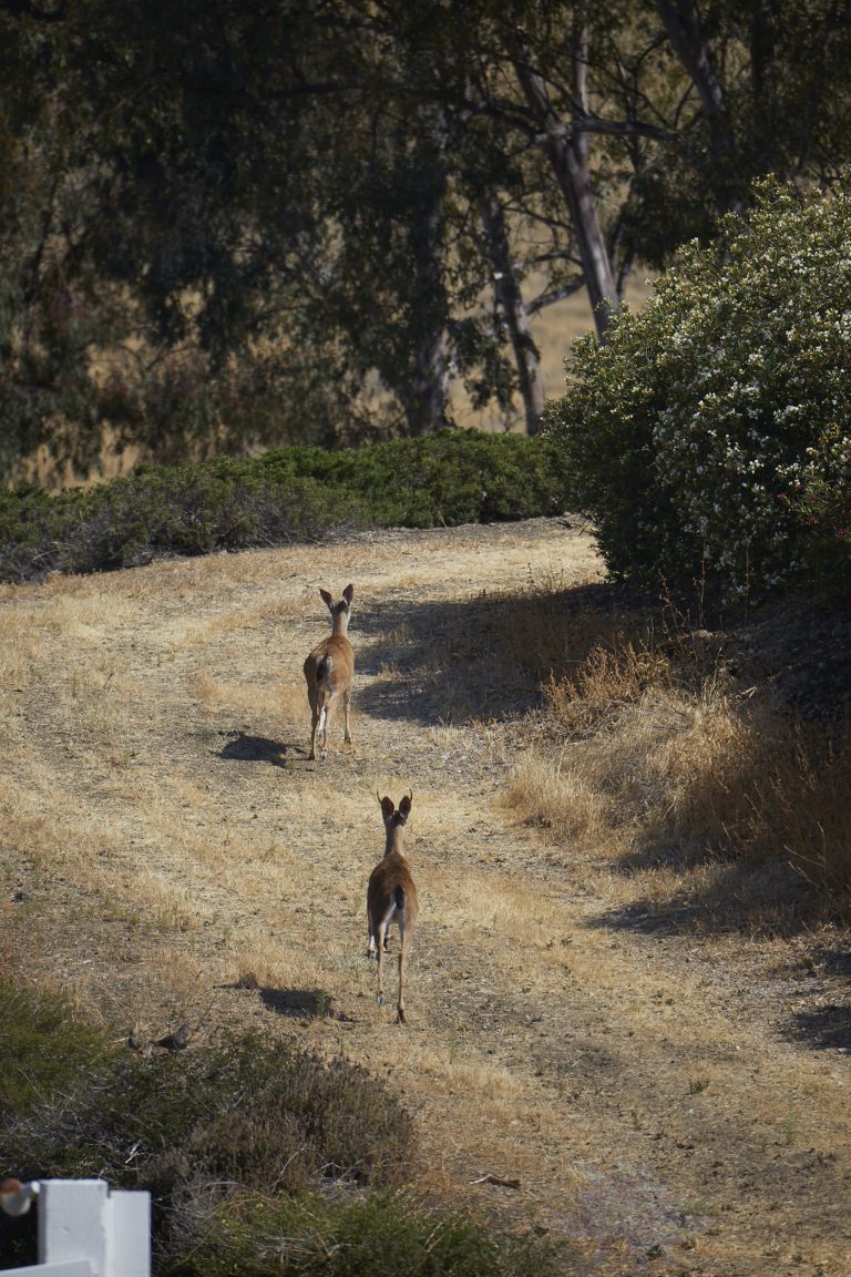 Mule Deer (3 Images)