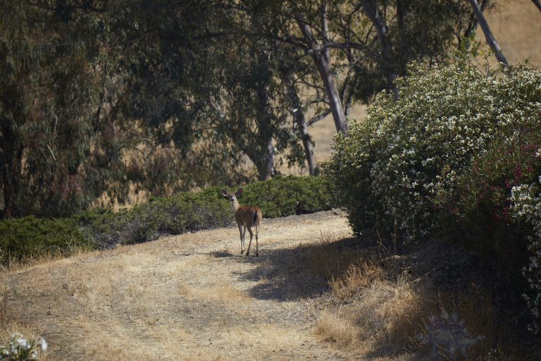 Outside: Mule Deer