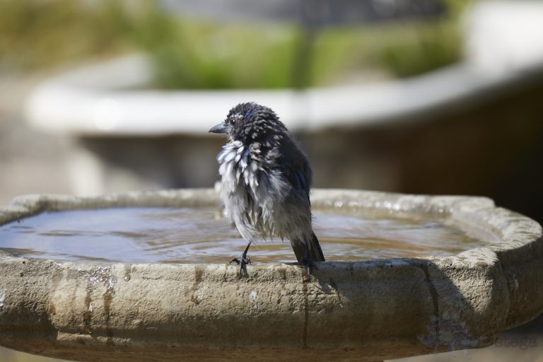 Old School Week: California Scrub Jay