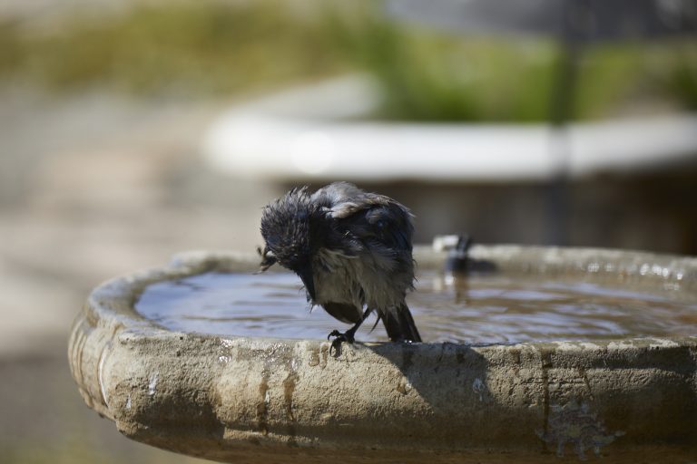 Old School Week: California Scrub Jay
