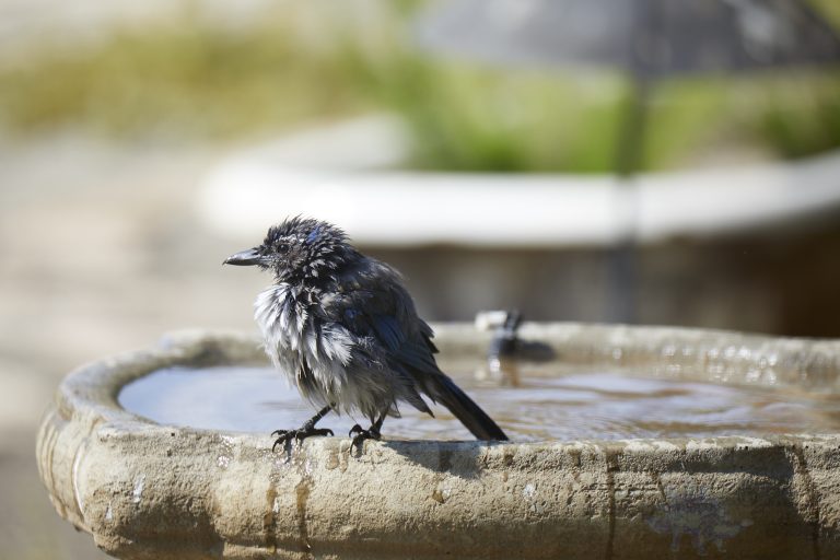 Sodden California Scrub Jay