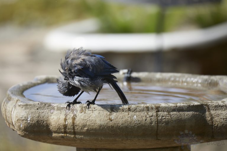 Wet California Scrub Jay Week