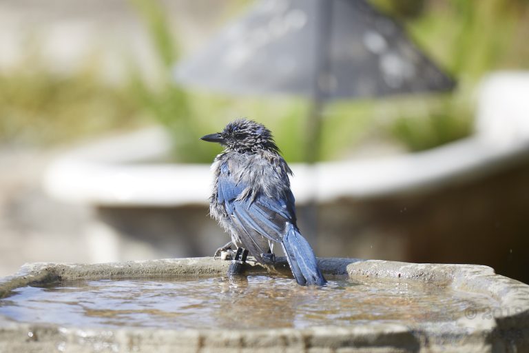 California Scrub Jay Week