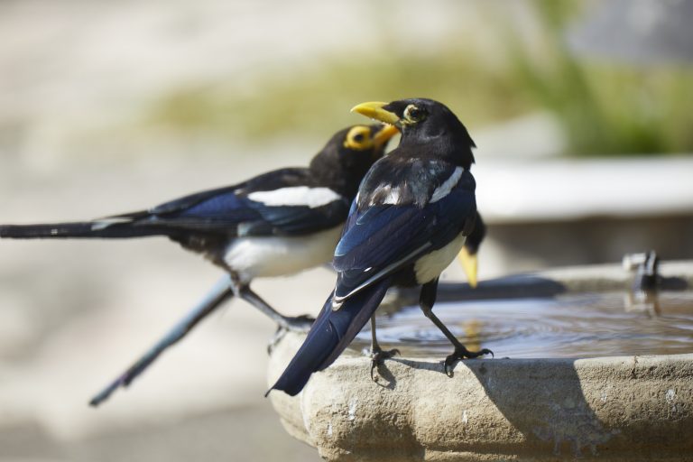 Old School Week: Yellow-billed Magpie