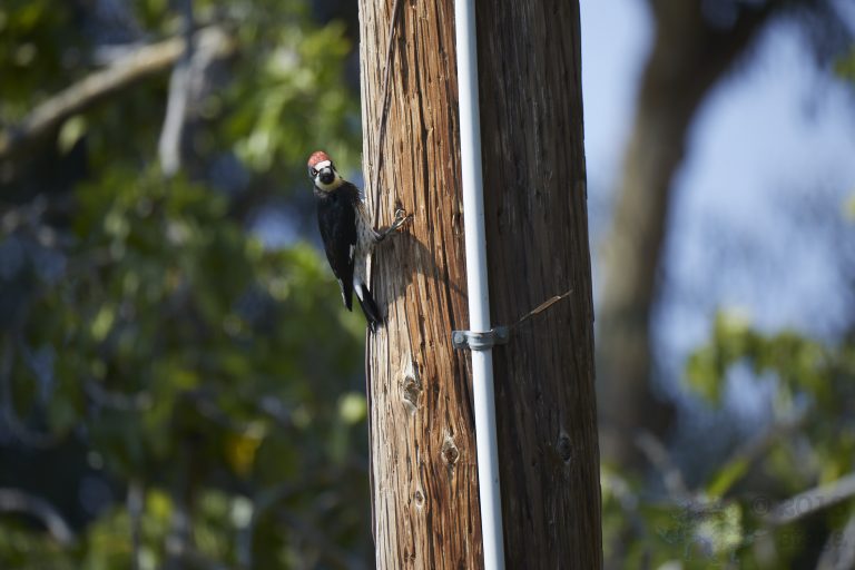 Acorn Woodpecker