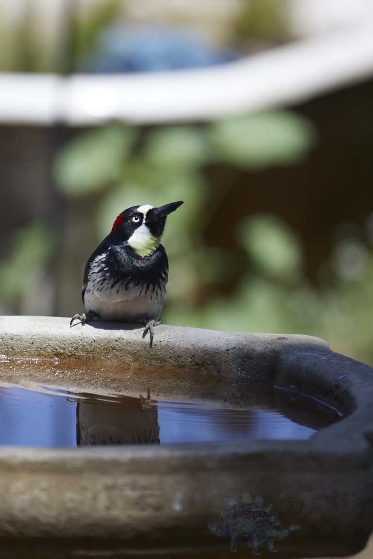 Old School Week: Acorn Woodpecker