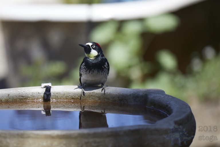 Old School Week: Acorn Woodpecker
