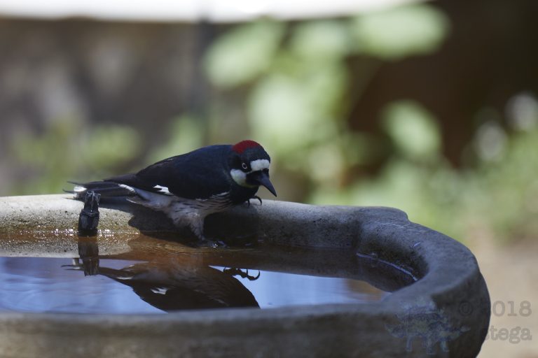 Old School Week: Acorn Woodpecker