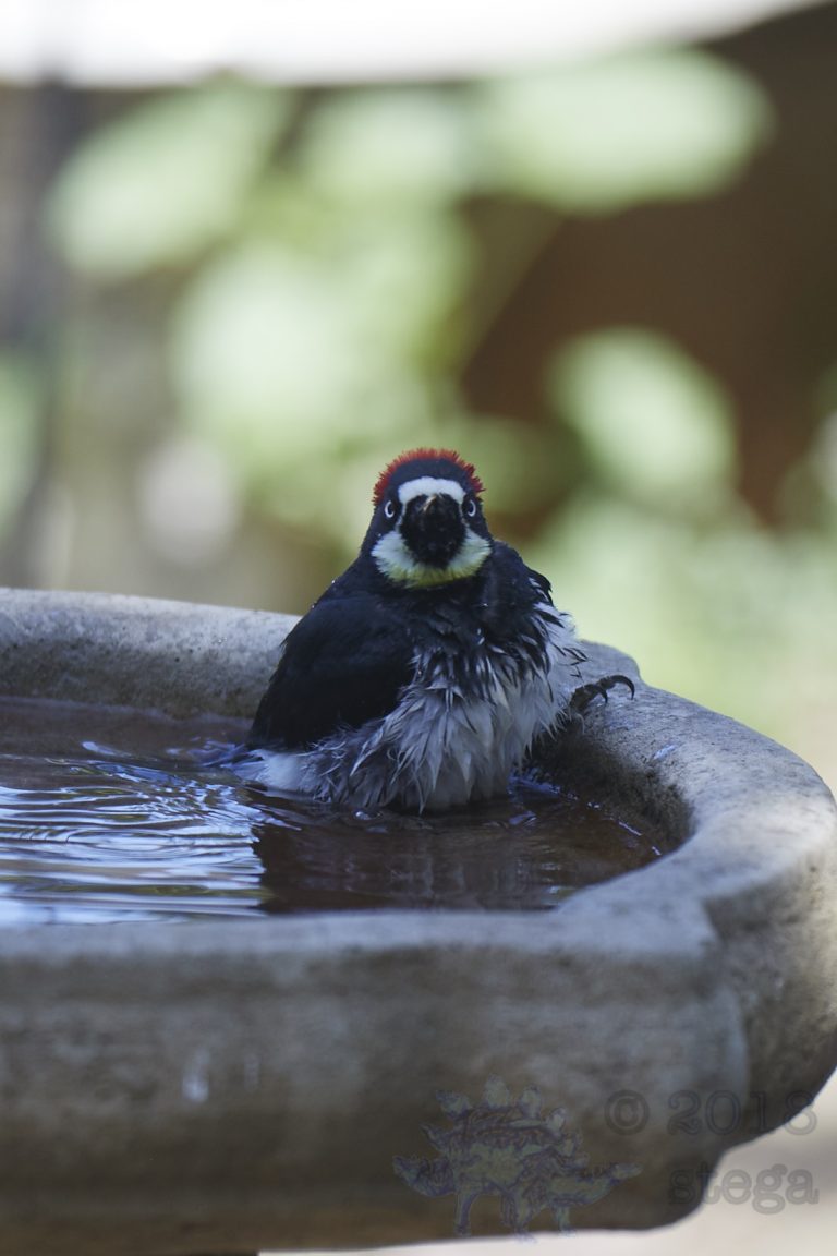 Sunday Night Bonus Acorn Woodpecker