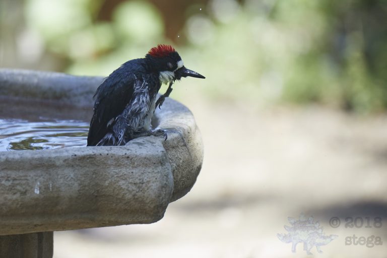 Old School Week: Acorn Woodpecker