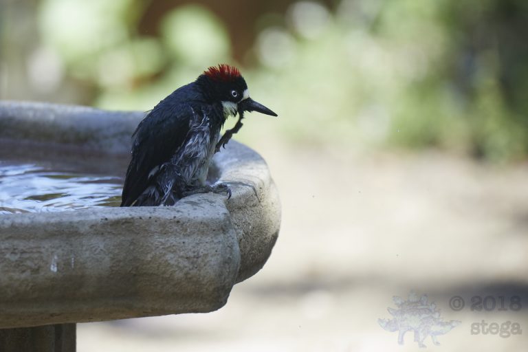 Old School Week: Acorn Woodpecker