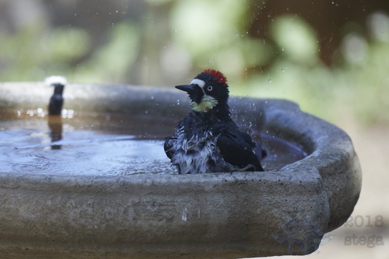 Old School Week: Acorn Woodpecker